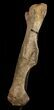 Hadrosaur Femur On Stand - Massive Dinosaur Bone #51394-1